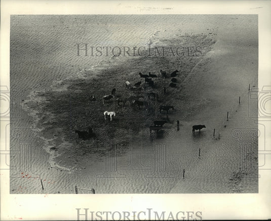 1985 Press Photo Hurricane Juan- Horses and cattle huddle on an island. - Historic Images