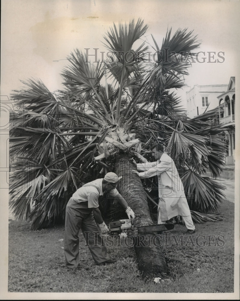 1964 Hurricane Hilda- Cleanup after hurricane. - Historic Images