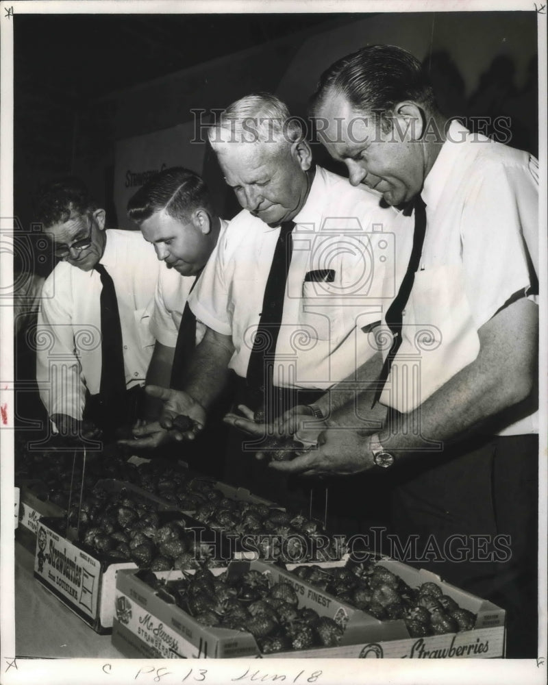 1967 Press Photo A panel of experts judge flats of choice strawberries - Historic Images