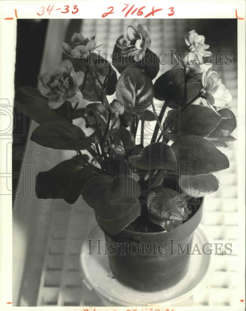 1980 Press Photo Melody Trail has variegated foliage and pink flowers. - Historic Images