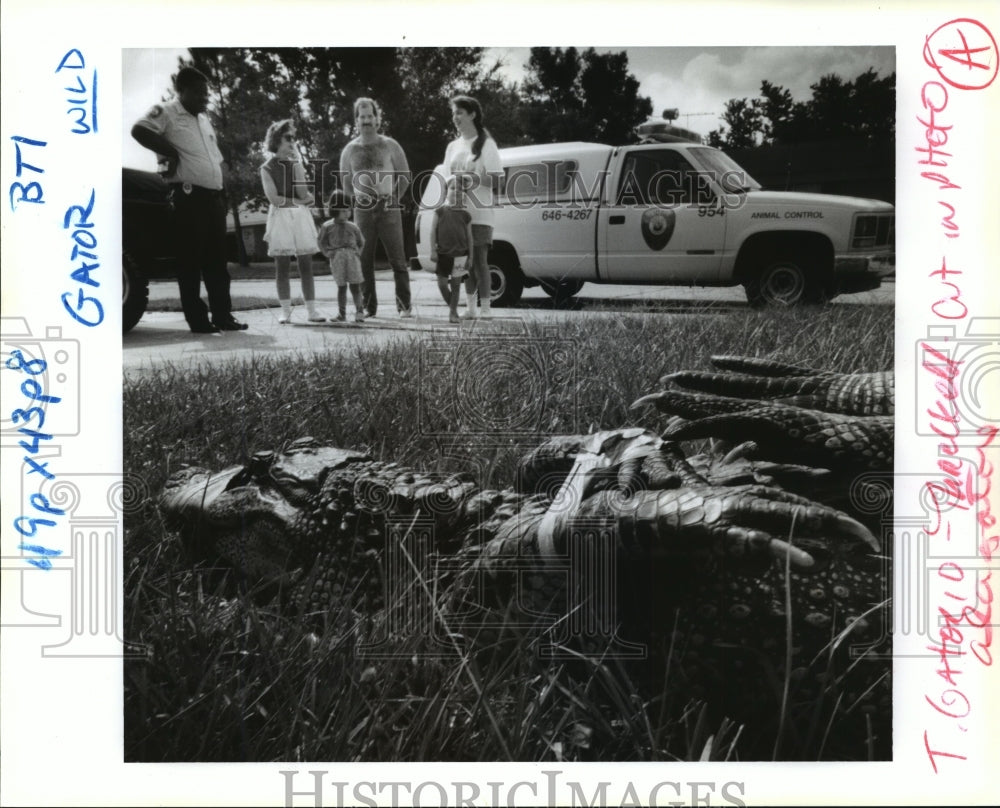 1985 Press Photo Animal Control traps an alligator in someone&#39;s yard. - Historic Images