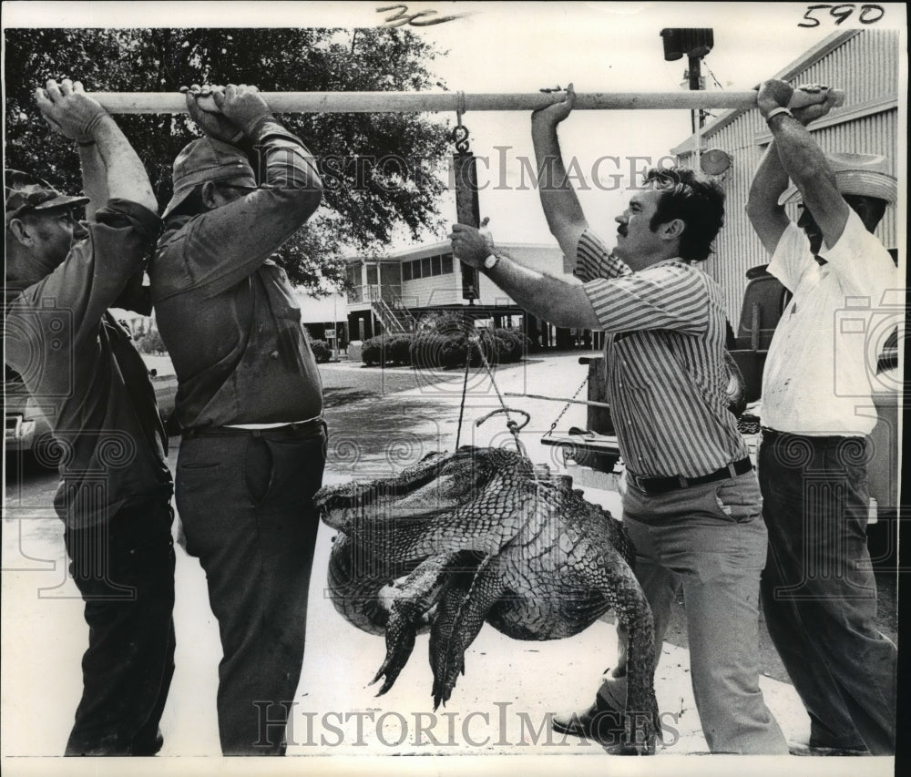 1972 Press Photo Biologist Dr. William Palmisano weighs a 9-foot allligator. - Historic Images