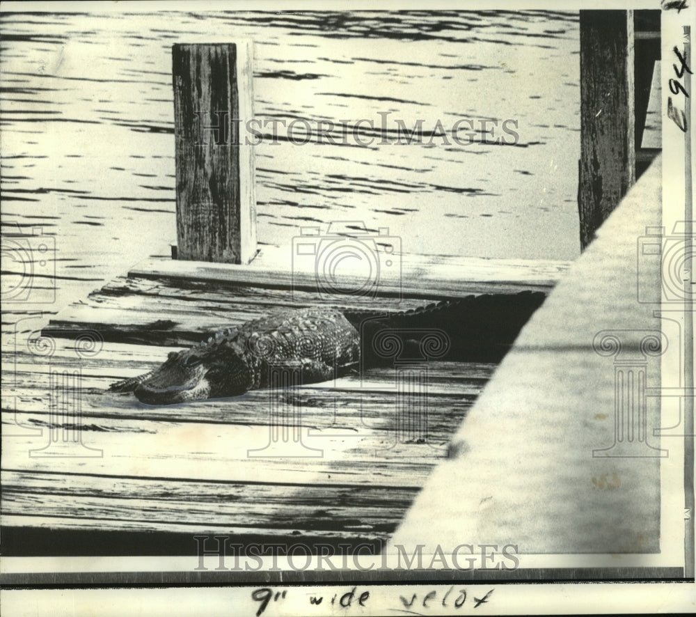 1973 Press Photo An alligator on the dock of Davis Islands near Tampa, Florida. - Historic Images