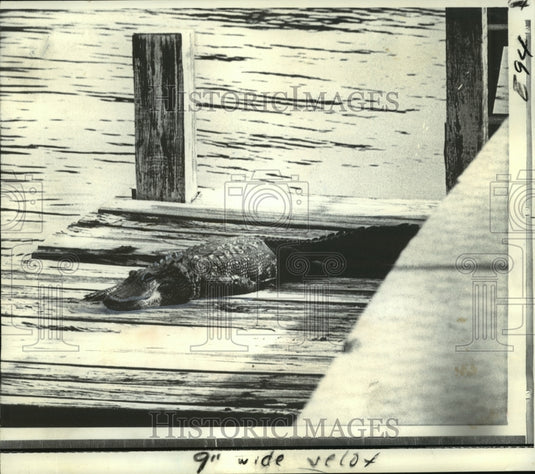 1973 Press Photo An alligator on the dock of Davis Islands near Tampa, Florida. - Historic Images