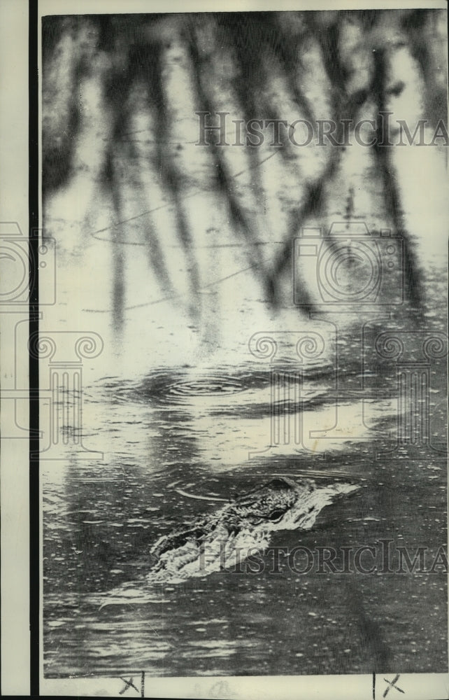 1971 Press Photo Alligator in Avery Island - Historic Images