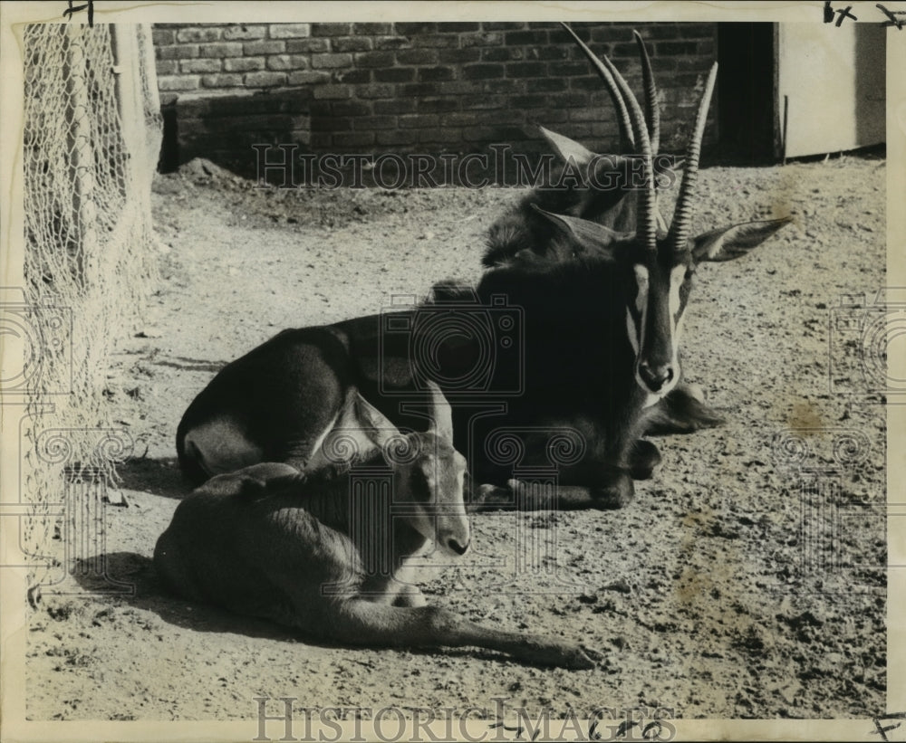 1969 Press Photo Sable Antelope at the zoo with her first born baby - Historic Images