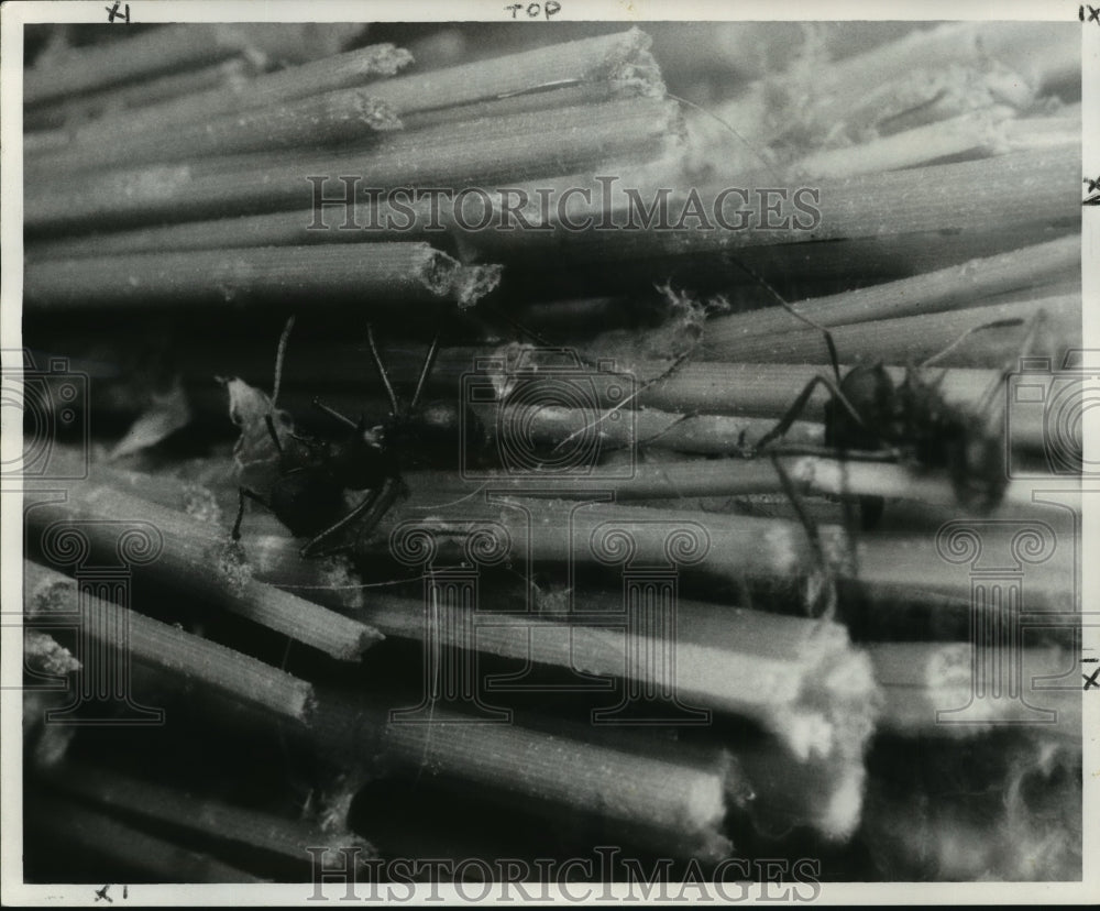 1960 Insects - Two Worker Ants Cut Up Pine Needles to Carry to Nest - Historic Images