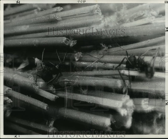 1960 Insects - Two Worker Ants Cut Up Pine Needles to Carry to Nest - Historic Images