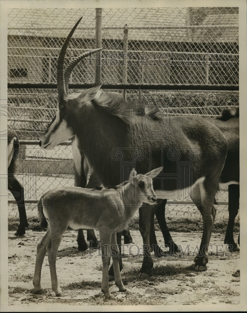 1976 Press Photo Animals - Baby Antelope Among Adult Antelopes - Historic Images