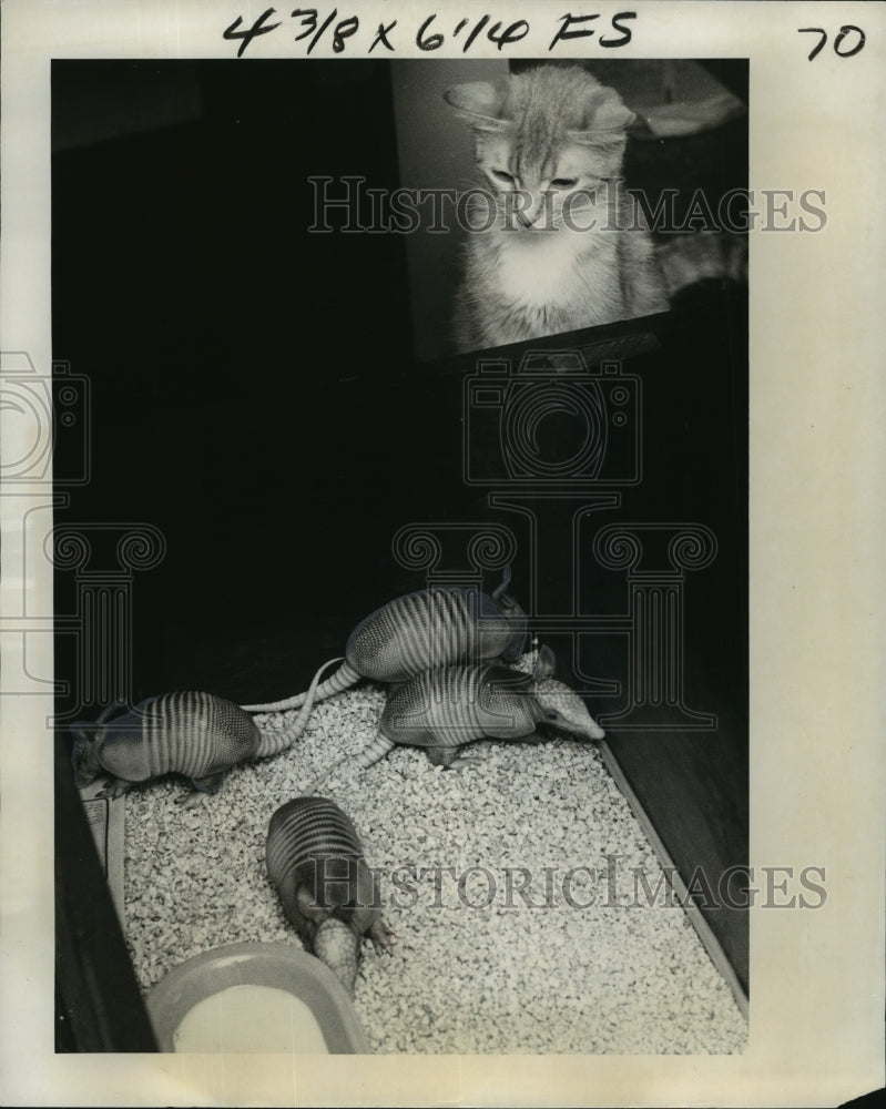 1977 Press Photo Baby Nine-Banded Armadillos, Watched by House Cat, New Orleans - Historic Images