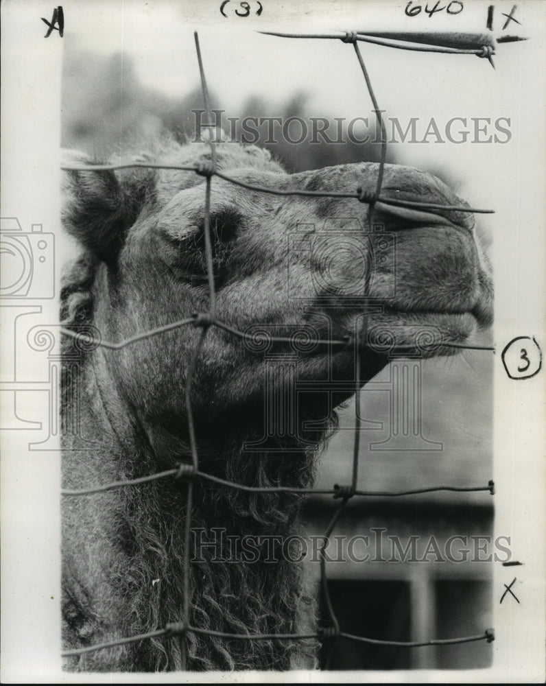 1973 Press Photo A Camel at the Park - Historic Images