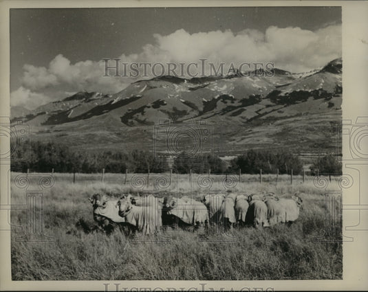 1959 Press Photo Sheep Wearing Coats for Protection Against Weather, Argentina - Historic Images