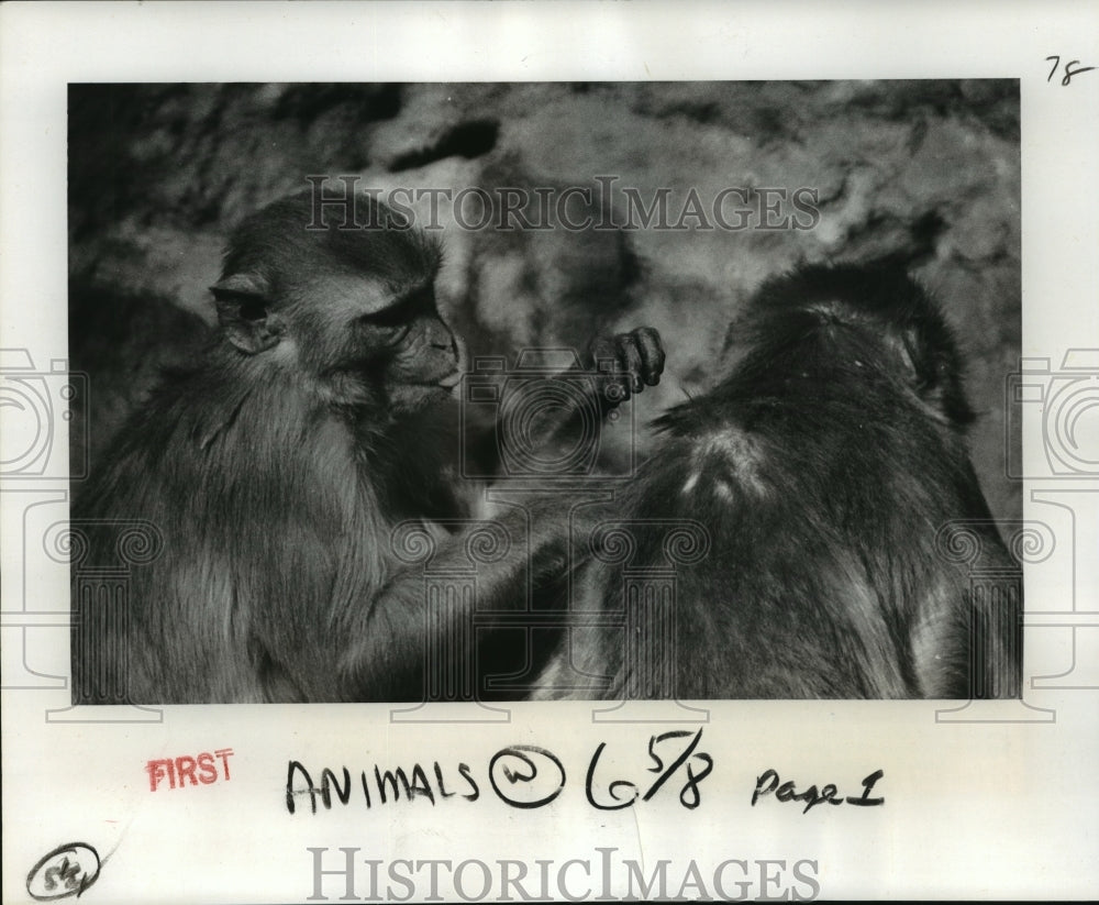 1978 Press Photo Audubon Park Zoo - Monkey Grooms Another, New Orleans - Historic Images
