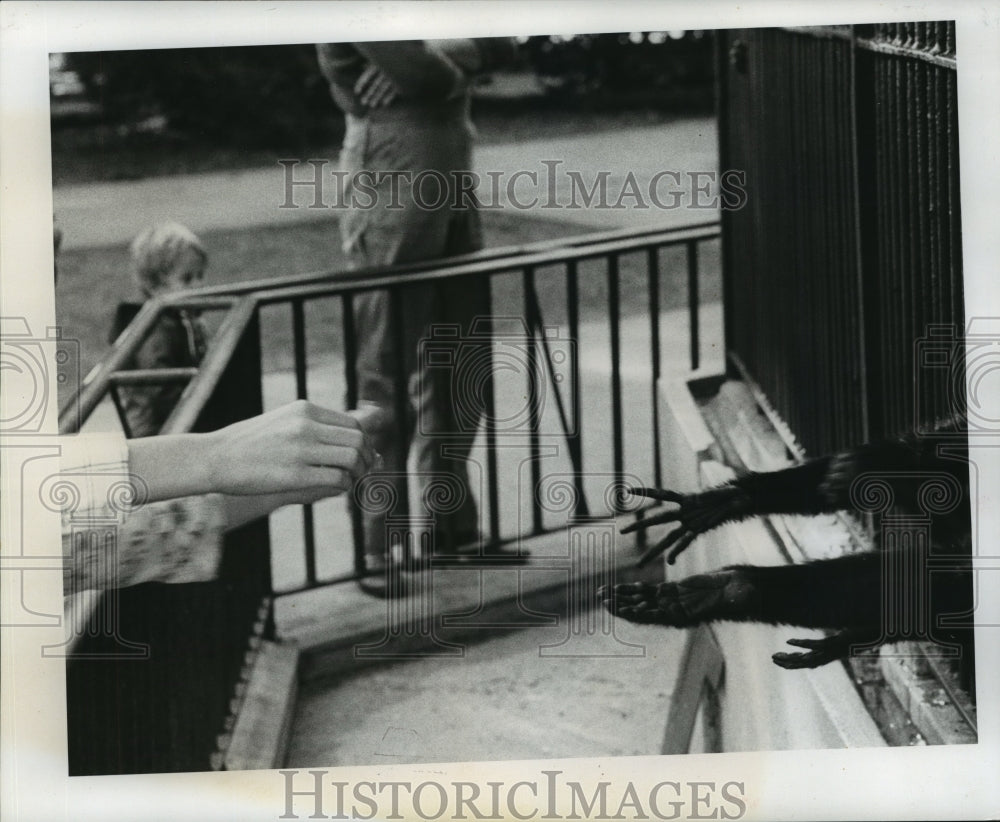 1976 Monkeys at Audubon Park Zoo-Historic Images