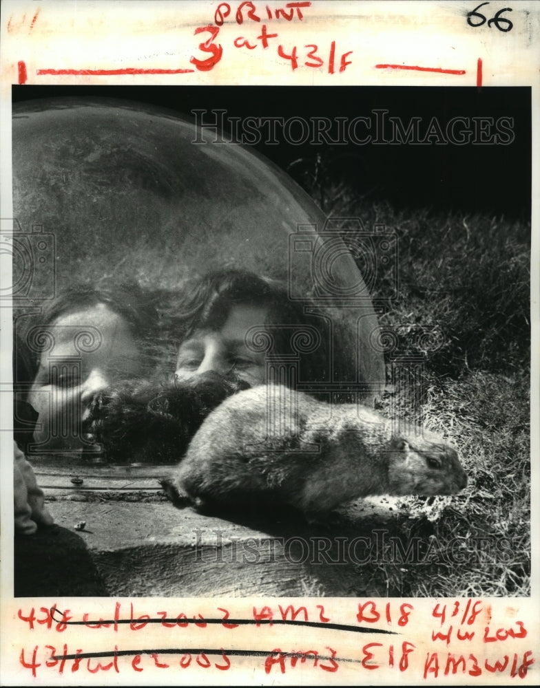 1984 Press Photo New Orleans Audubon Zoo - Kids Watch Prairie Dogs in Dome - Historic Images