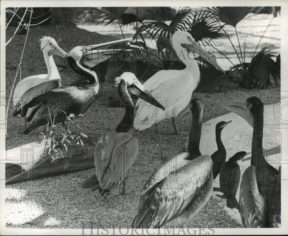 1972 Press Photo New Orleans Audubon Park Zoo Cranes in Bird Exhibit - noa21849 - Historic Images