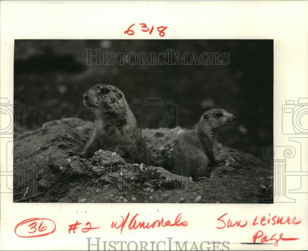 1985 Press Photo New Orleans Audubon Zoo - Prairie Dogs emerge from burrow - Historic Images