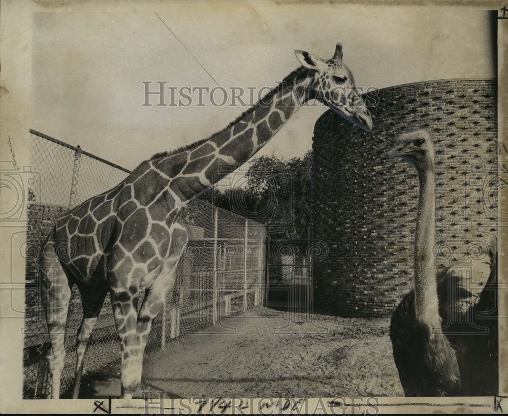 1974 Press Photo Ostrich and Giraffe at Audubon Park Zoo - Historic Images