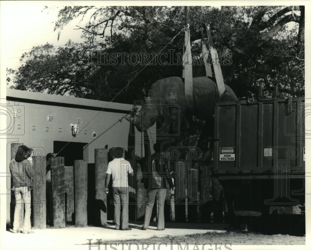 1979 Press Photo Rhino Being Lifted at Audubon Park Zoo - Historic Images