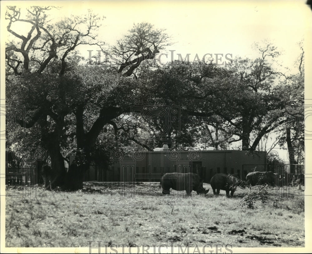 1979 Press Photo Rhinoceroses in Field at Audubon Park Zoo - Historic Images