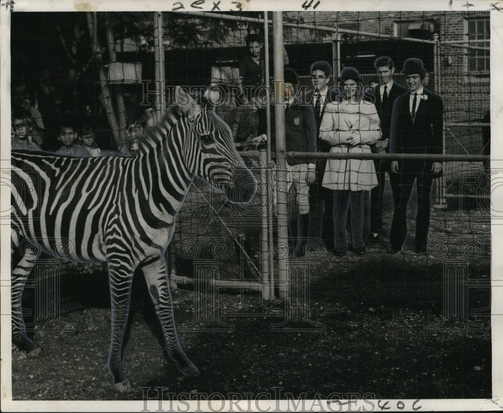 1964 &quot;Mr. Stripes&quot; Zebra at Audubon Park Zoo - Historic Images