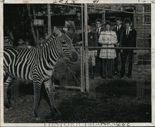1964 "Mr. Stripes" Zebra at Audubon Park Zoo - Historic Images