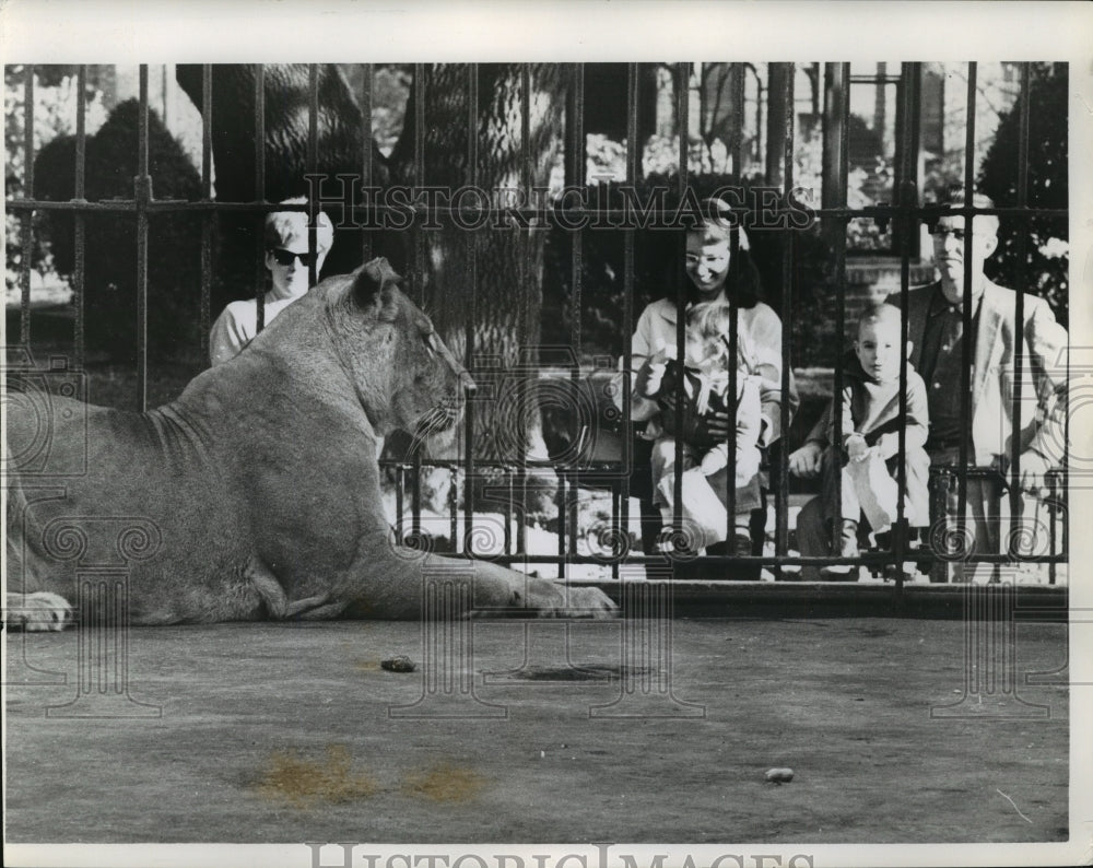 1963 Lion at Audubon Park Zoo - Historic Images