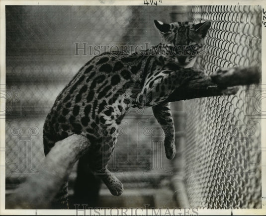 1975 Press Photo Felis Wedii, Margay Spotted Cat at Audubon Zoo - Historic Images