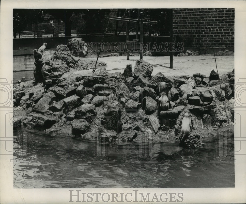 1948 Press Photo Audubon Park Zoo - Monkey Pool, New Orleans, Louisiana - Historic Images