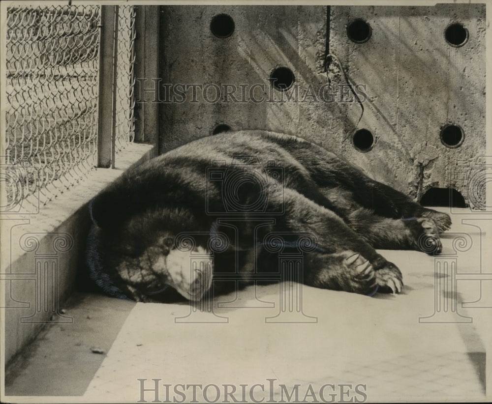 1963 Press Photo Animals - Malayan Sun Bear Sleeps 15 Hours a Day - Historic Images