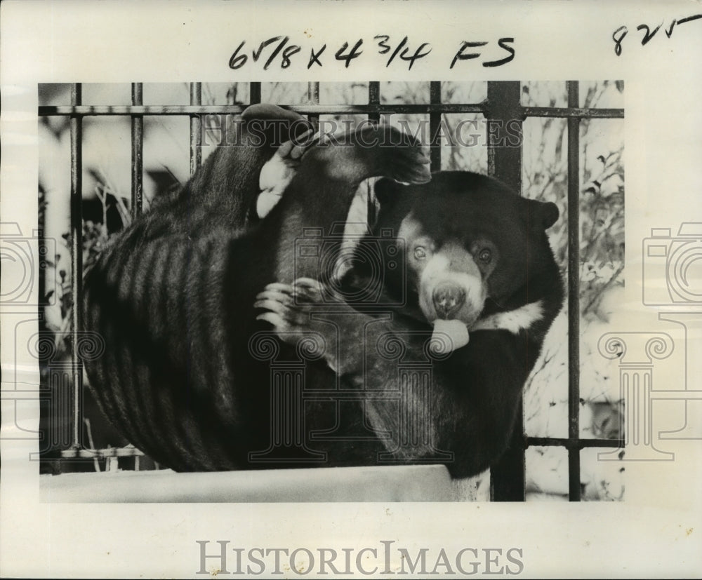 1976 Press Photo New Orleans Audubon Zoo - Sun Bear from South America - Historic Images