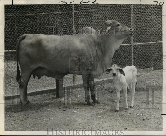 1969 Press Photo New Orleans Audubon Zoo - Brahman Calf with its Mother - Historic Images
