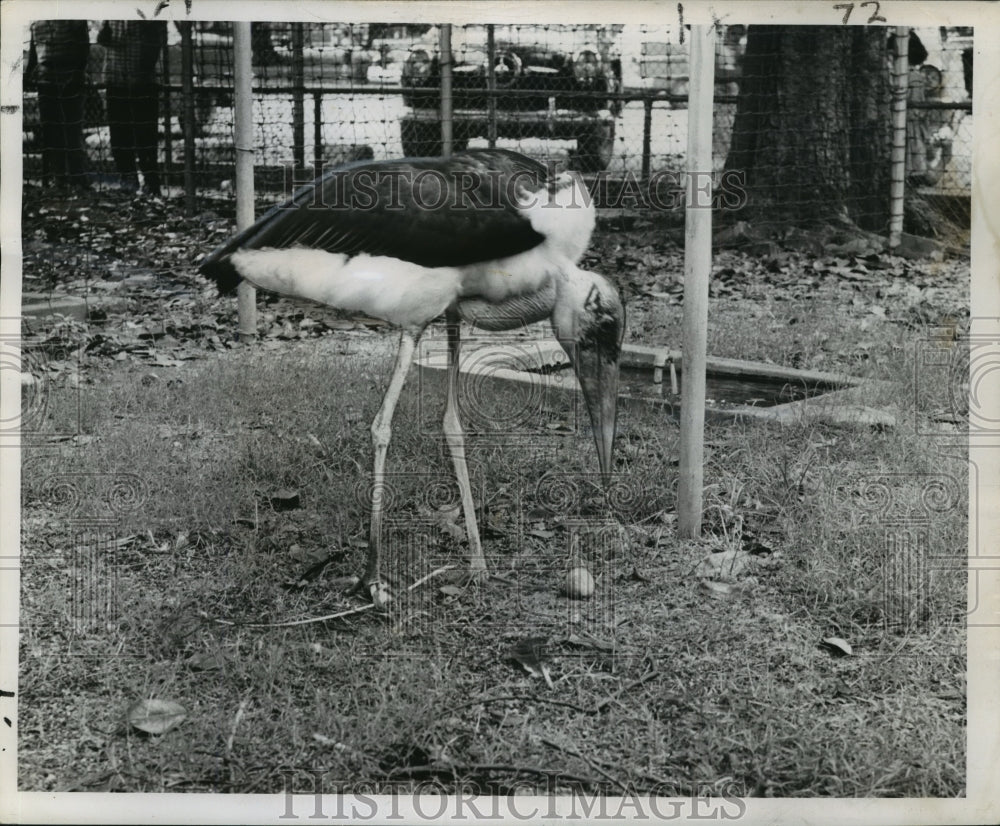 1958 Press Photo New Orleans Audubon Zoo - Maribou Crane Lays Egg - Historic Images