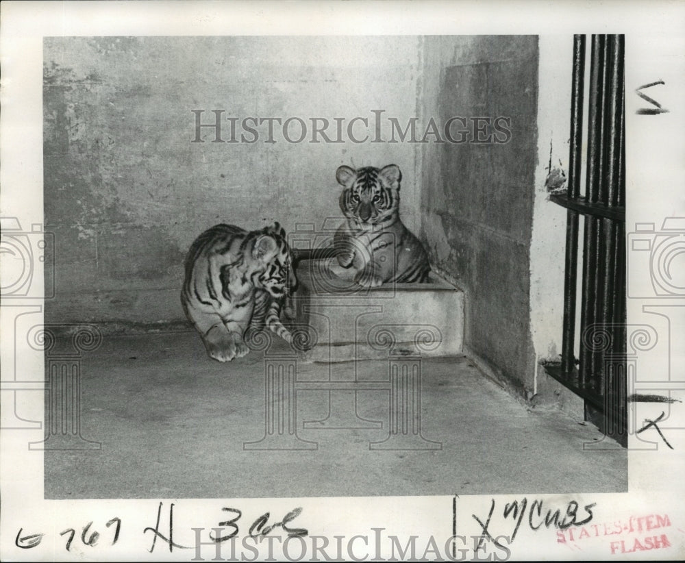 1973 Press Photo New Orleans Audubon Park Zoo - Two 9-Week Old Baby Bengals - Historic Images