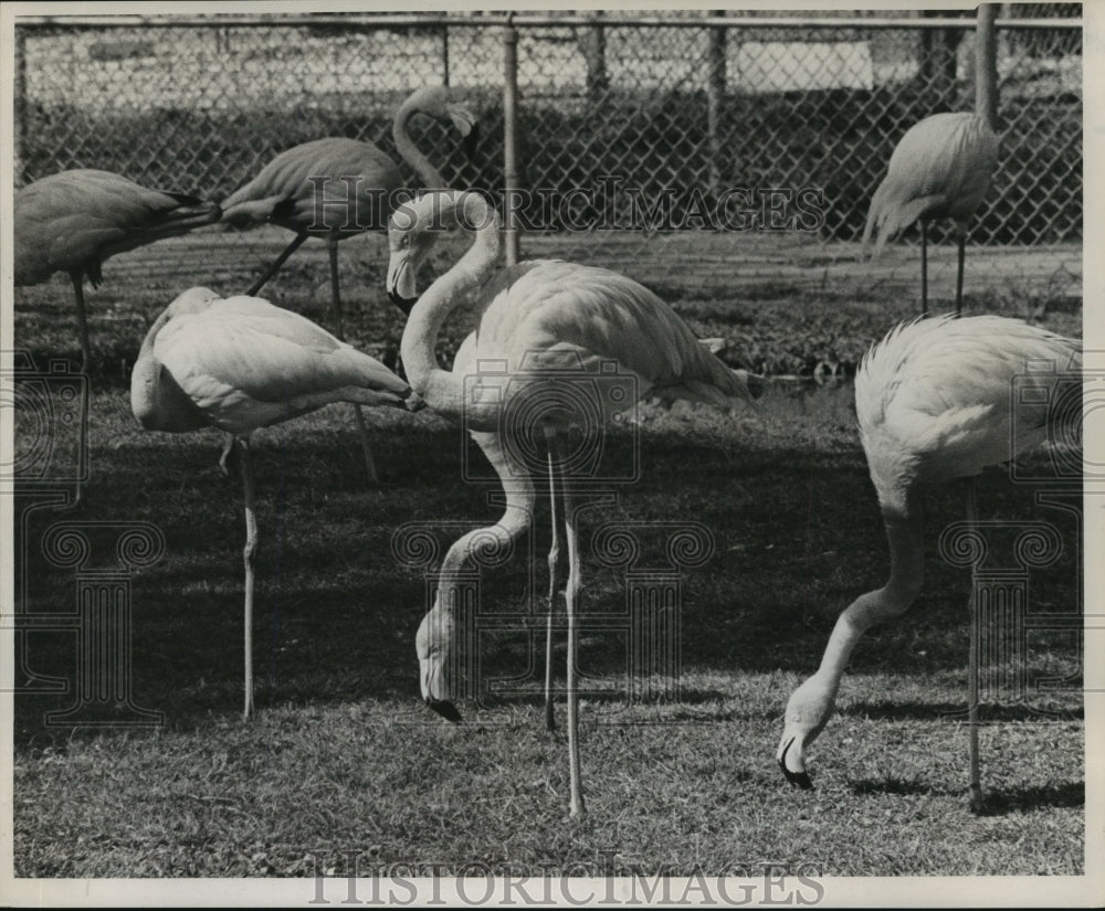 1964 Flamingos at Audubon Park Zoo - Historic Images