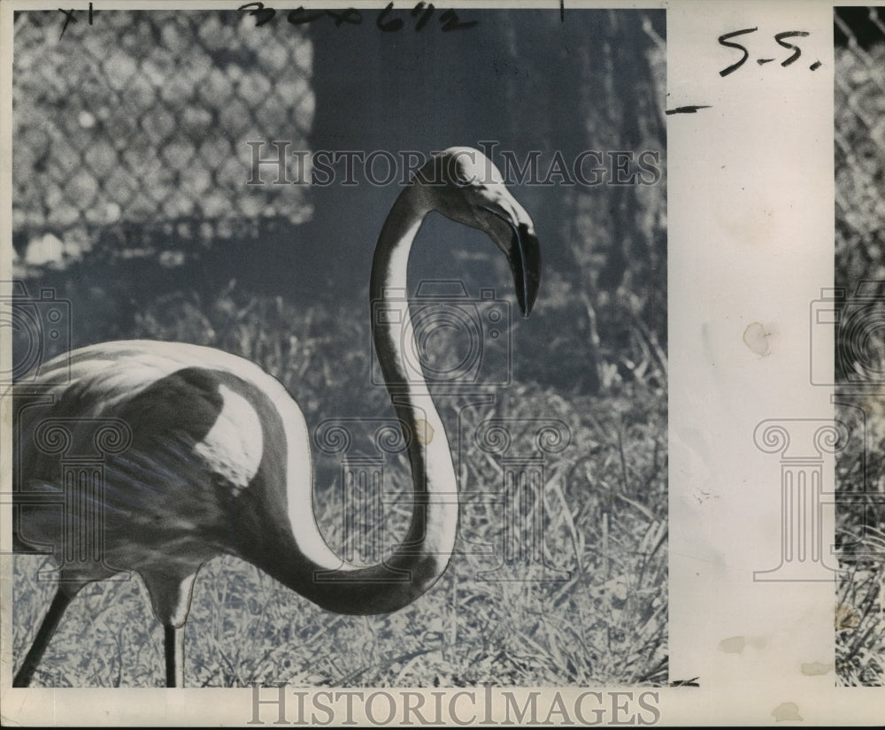 1961 Flamingo Joe at Audubon Park Zoo - Historic Images