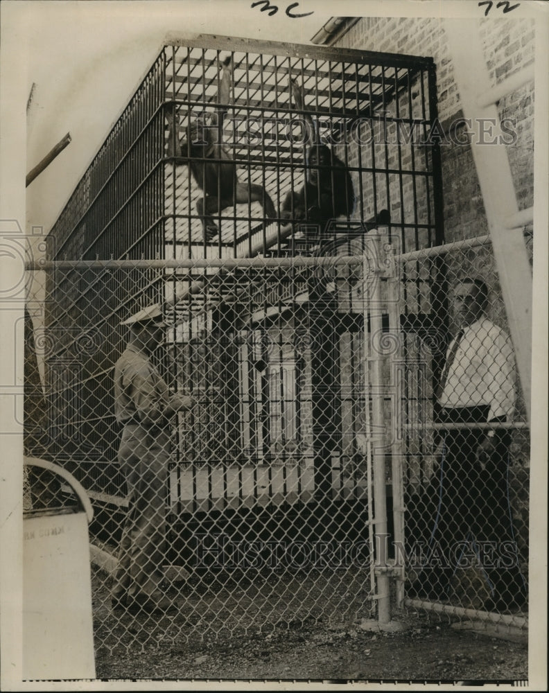 1965 Audubon Park Zoo - William R. Pohlmann and Hannah Rabalais - Historic Images