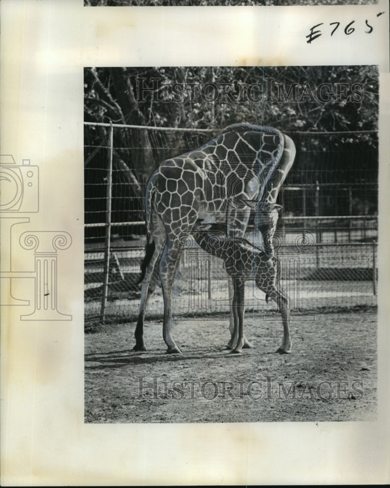 1974 Press Photo Baby Giraffe Nurses at Audubon Park Zoo, New Orleans - Historic Images