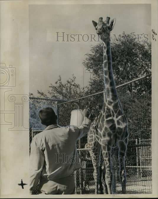 1959 Handler Milton Elstner & Giraffe, Audubon Park Zoo, New Orleans - Historic Images