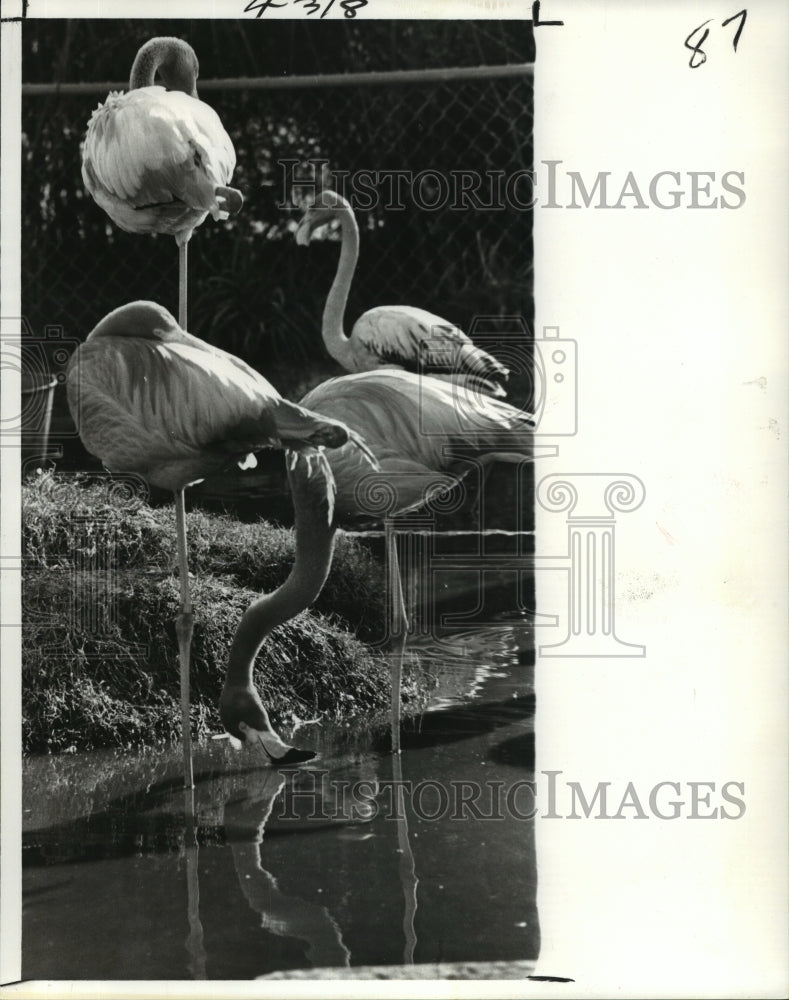 1979 Press Photo Flamingos at Audubon Park Zoo, New Orleans - Historic Images