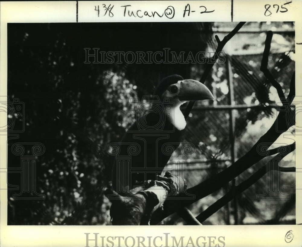 1979 Press Photo New Orleans Audubon Park Zoo - Baby Toucan Rests on a Limb - Historic Images