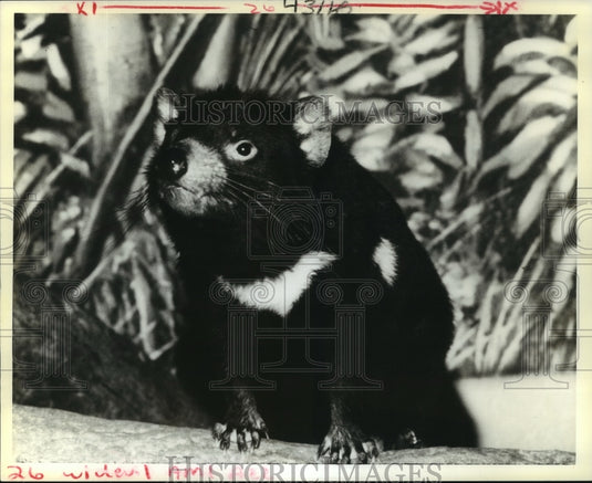 1986 Press Photo Animal at Audubon Park Zoo - Historic Images