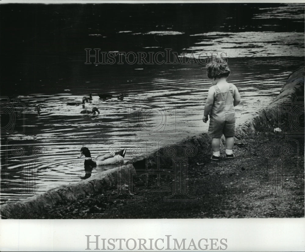 1977 Child Watches Ducks in Water at Audubon Park-Historic Images