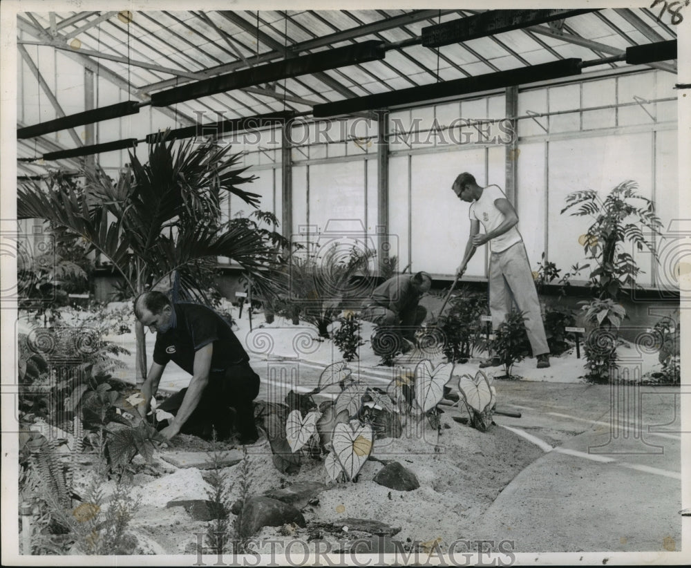 1962 Press Photo Audubon Park Greenhouse Workers Preparing Plants for Showing - Historic Images