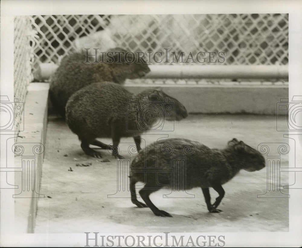 1965 New Orleans Audubon Zoo - Agouti of Rodent Family in Exhibit - Historic Images