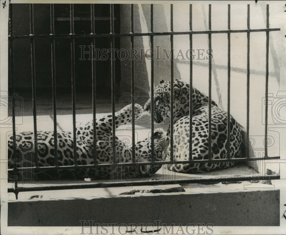 1970 Press Photo New Orleans&#39; Audubon Park Zoo&#39;s Jaguars Play in their enclosure - Historic Images