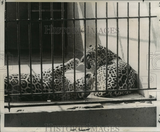 1970 Press Photo New Orleans' Audubon Park Zoo's Jaguars Play in their enclosure - Historic Images