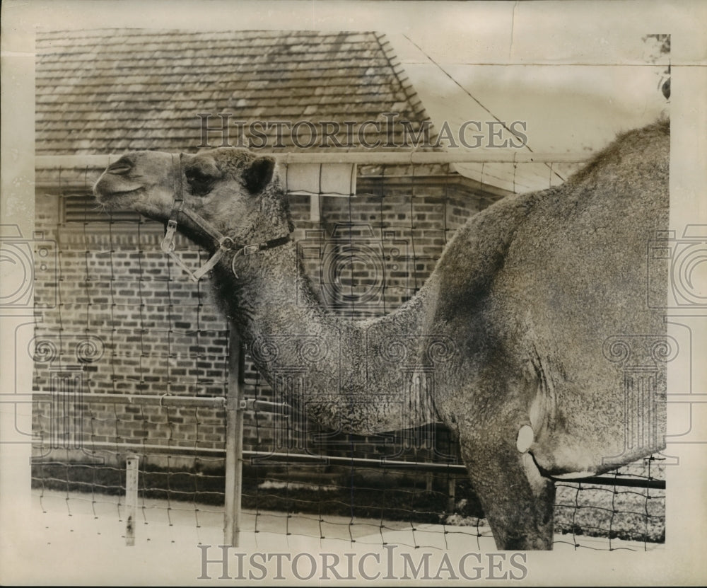 1954 Press Photo New Orleans Audubon Zoo - Kay, the Camel at the Park- Historic Images