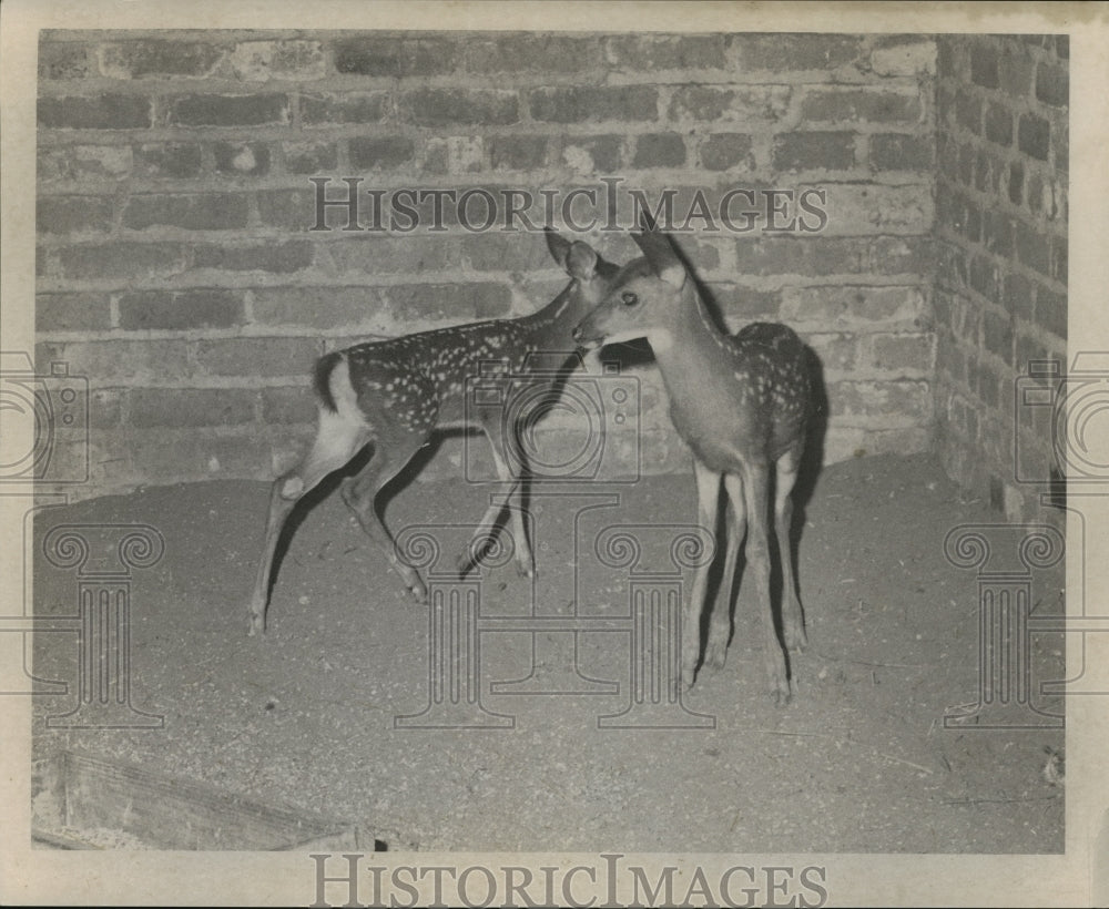 1965 Press Photo Audubon Zoo - Pair of Baby Deer, New Orleans, Louisiana-Historic Images