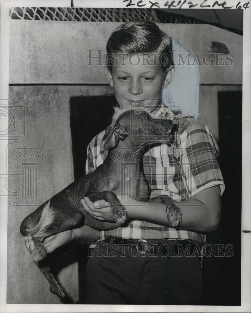 1966 Randy Hahn Holds Chinese Crested Dog, Audubon Zoo, New Orleans - Historic Images